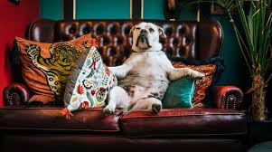 Comfortable life